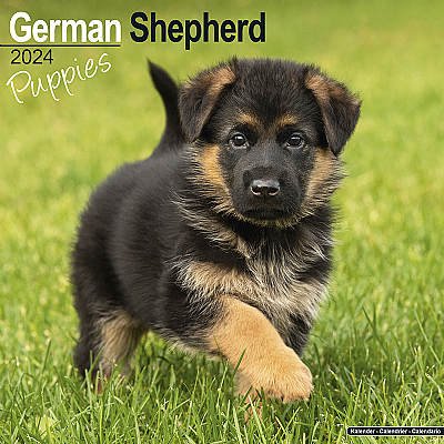 German Shepherd Puppies Calendar 2024 (Square)